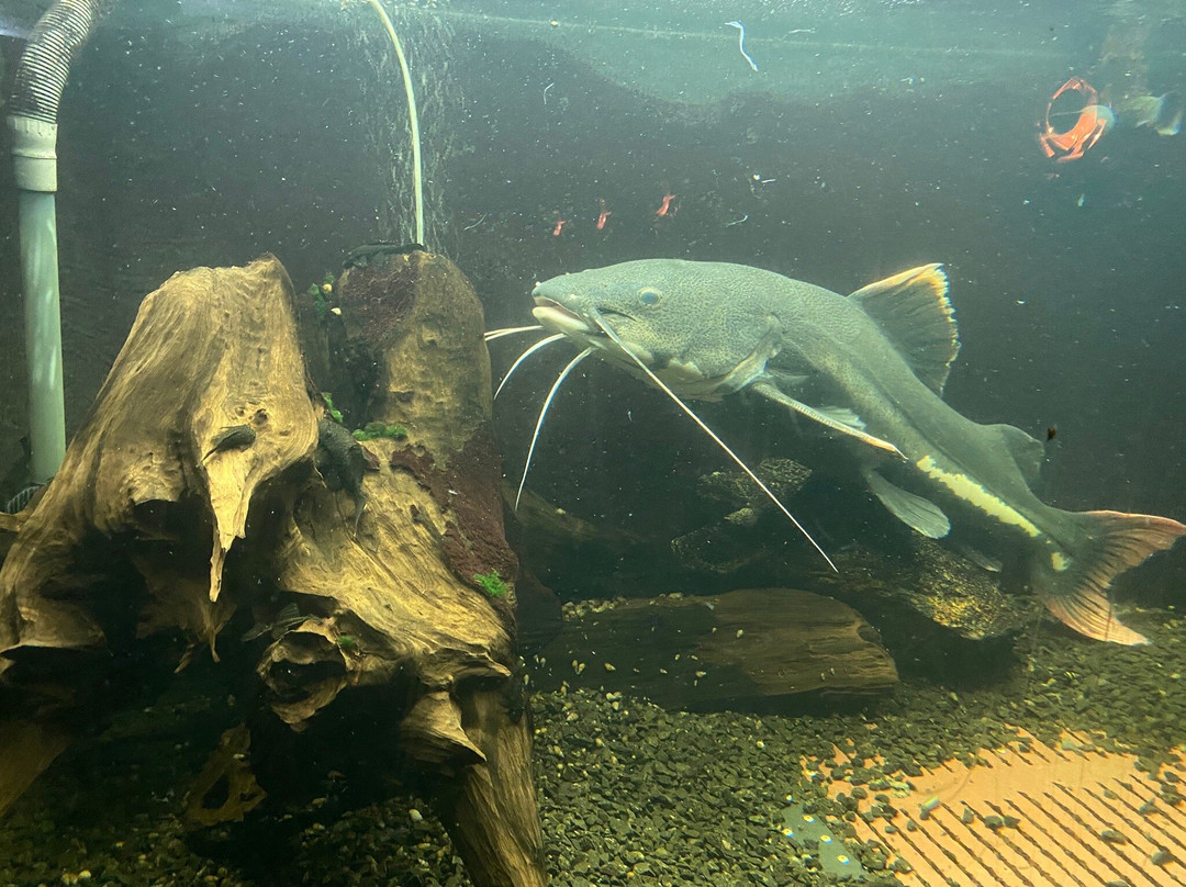Aquarium of Freshwater Fish-第聂伯罗必去景点