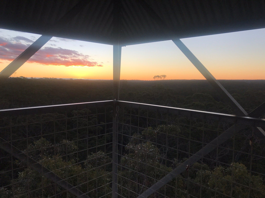 Dave Evans Bicentennial Tree-彭伯顿必去景点