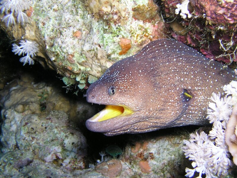 Fish & Friends Diving Centre-达哈卜必去景点