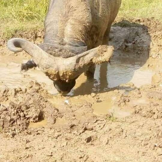 Mafia Beach Bungalows主图