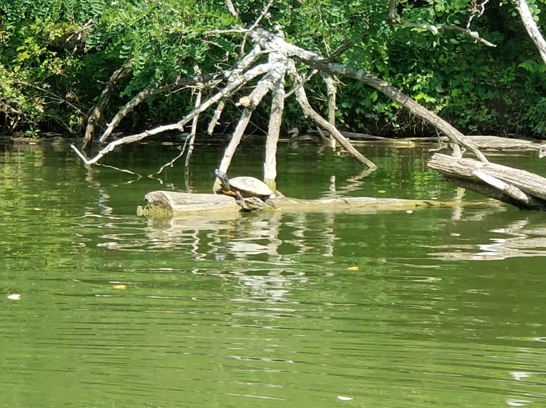 Doe Run Lake Park-卡温顿必去景点