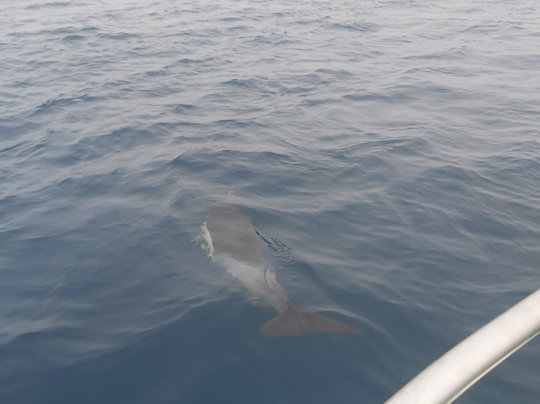 Ludyesfera-塞新布拉必去景点