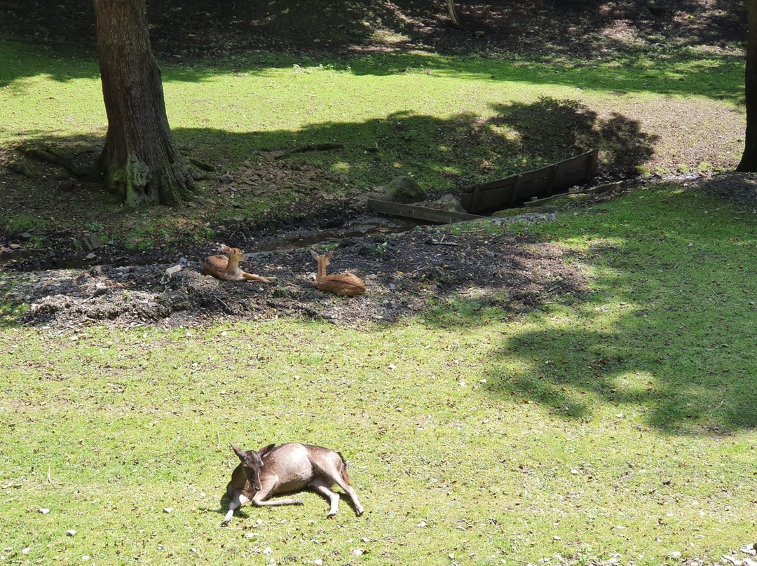 Wildpark Christianental景点图片