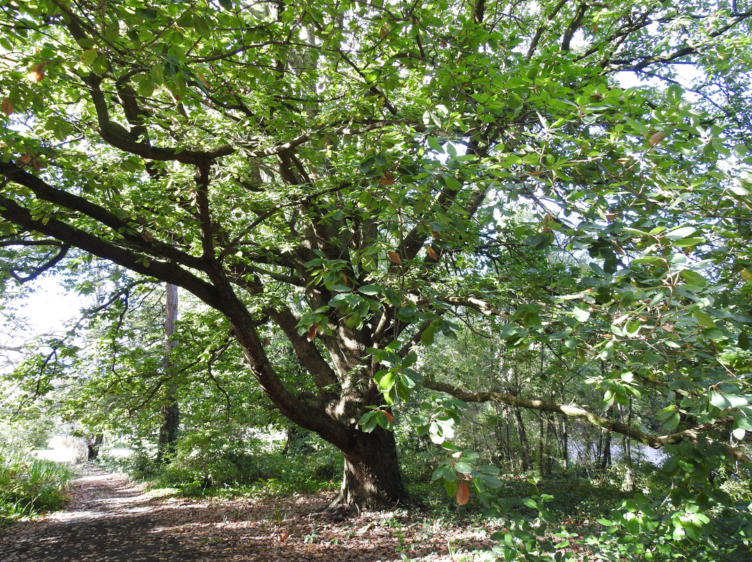 Braeside Mt Macedon Country Retreat and Bed & Breakfast主图