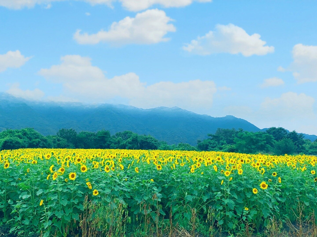 Himawari no Sato Manno景点图片