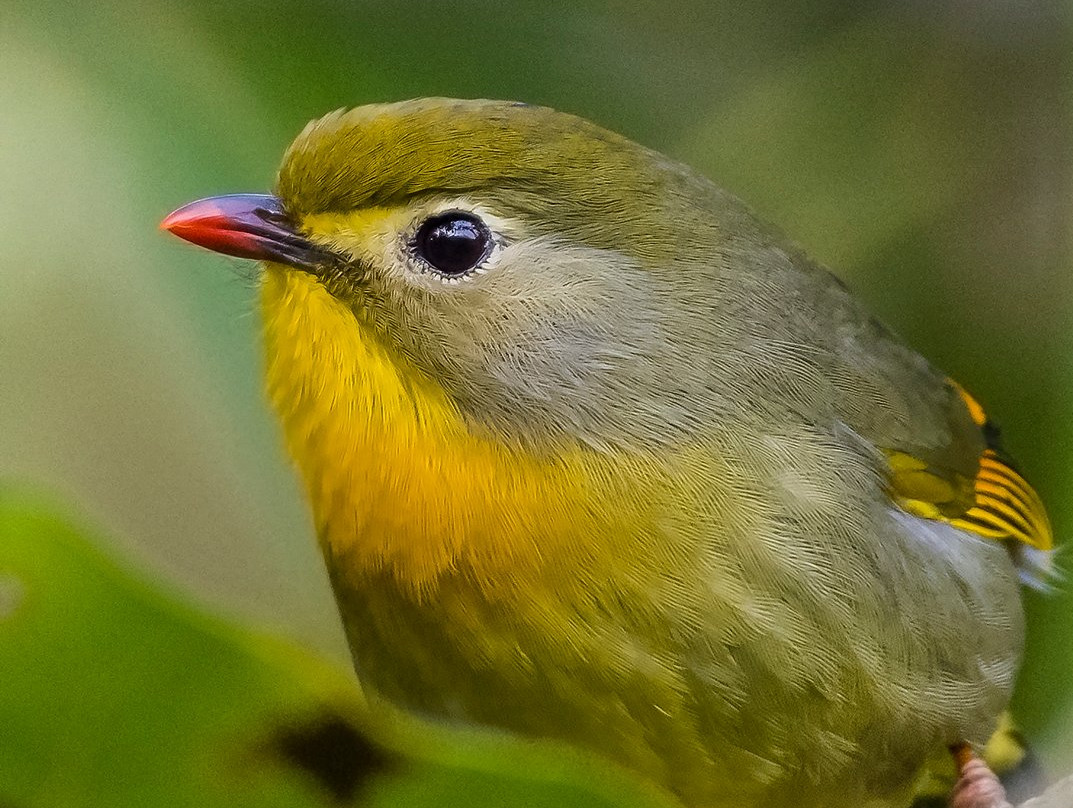 Wild Flower Retreat主图