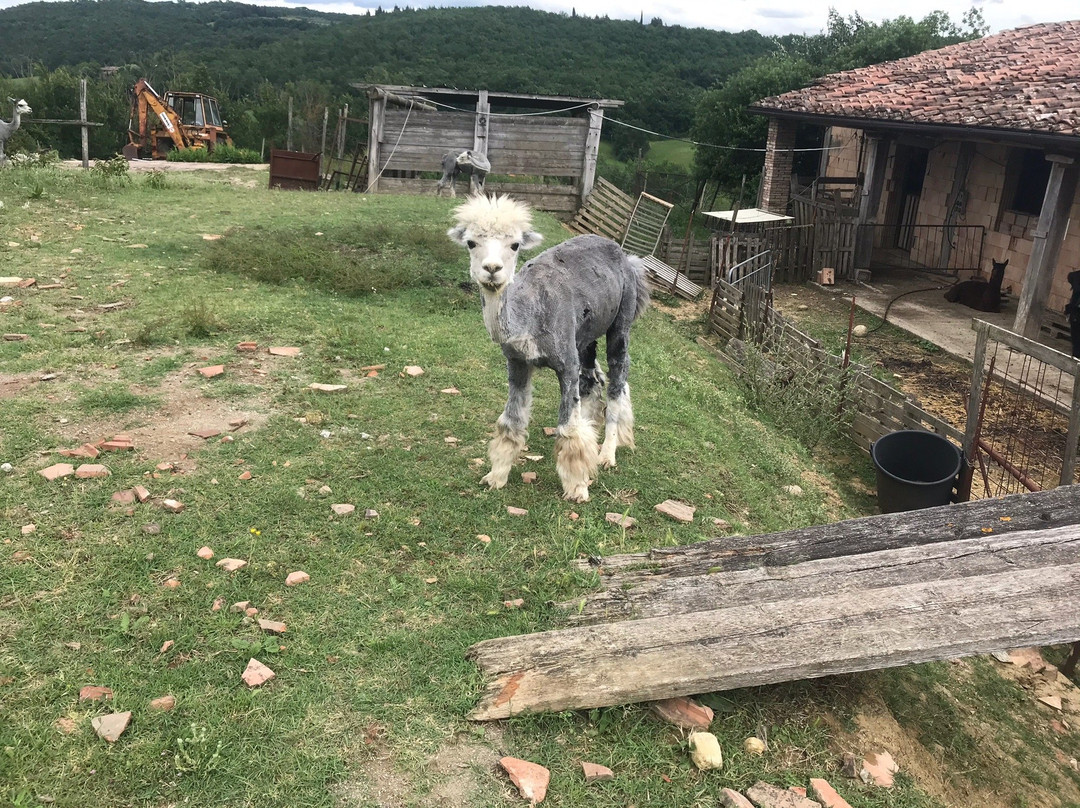 La Valle degli Alpaca Farm景点图片