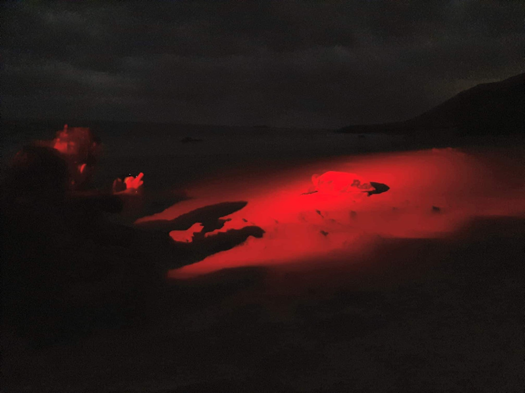 Sealife Experience Turtle Watching-圣塔玛丽亚必去景点