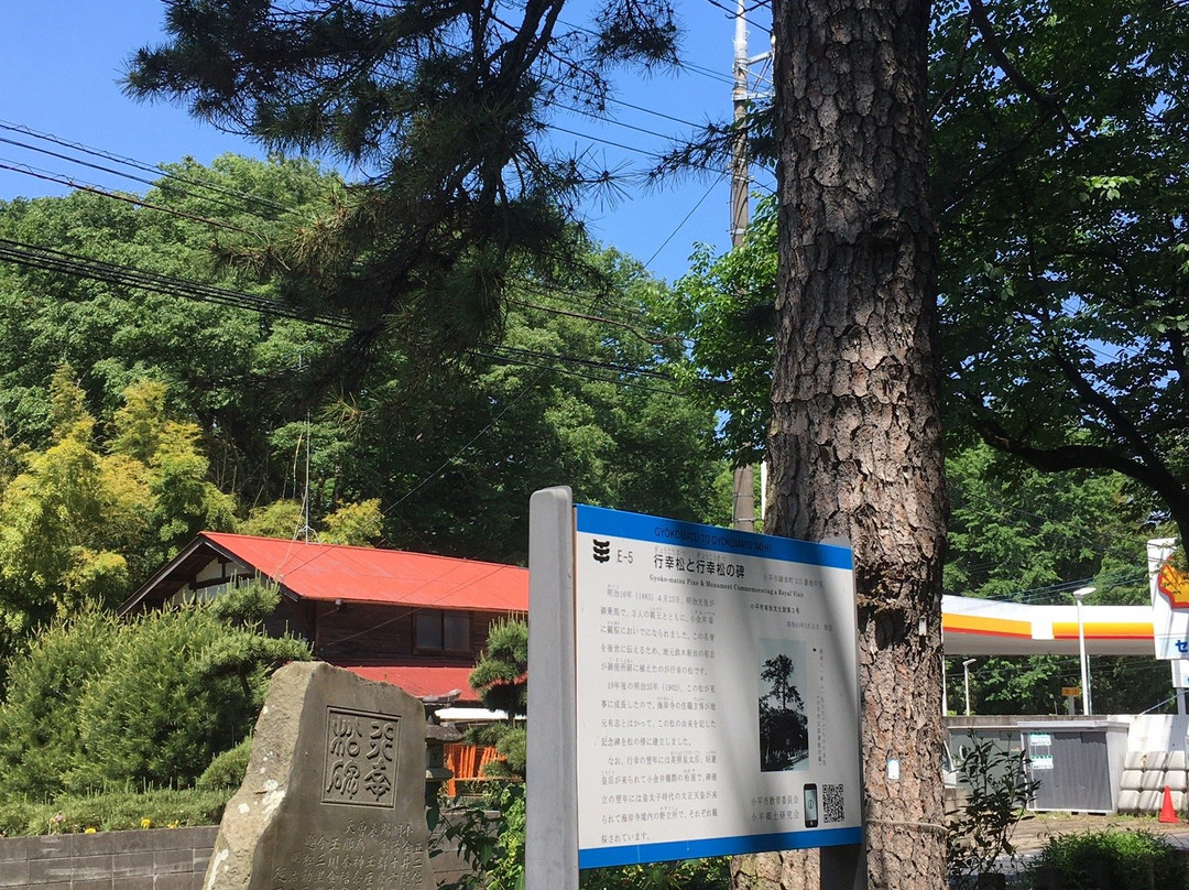 Gyoko Pine Tree and Its Monument-小平市必去景点