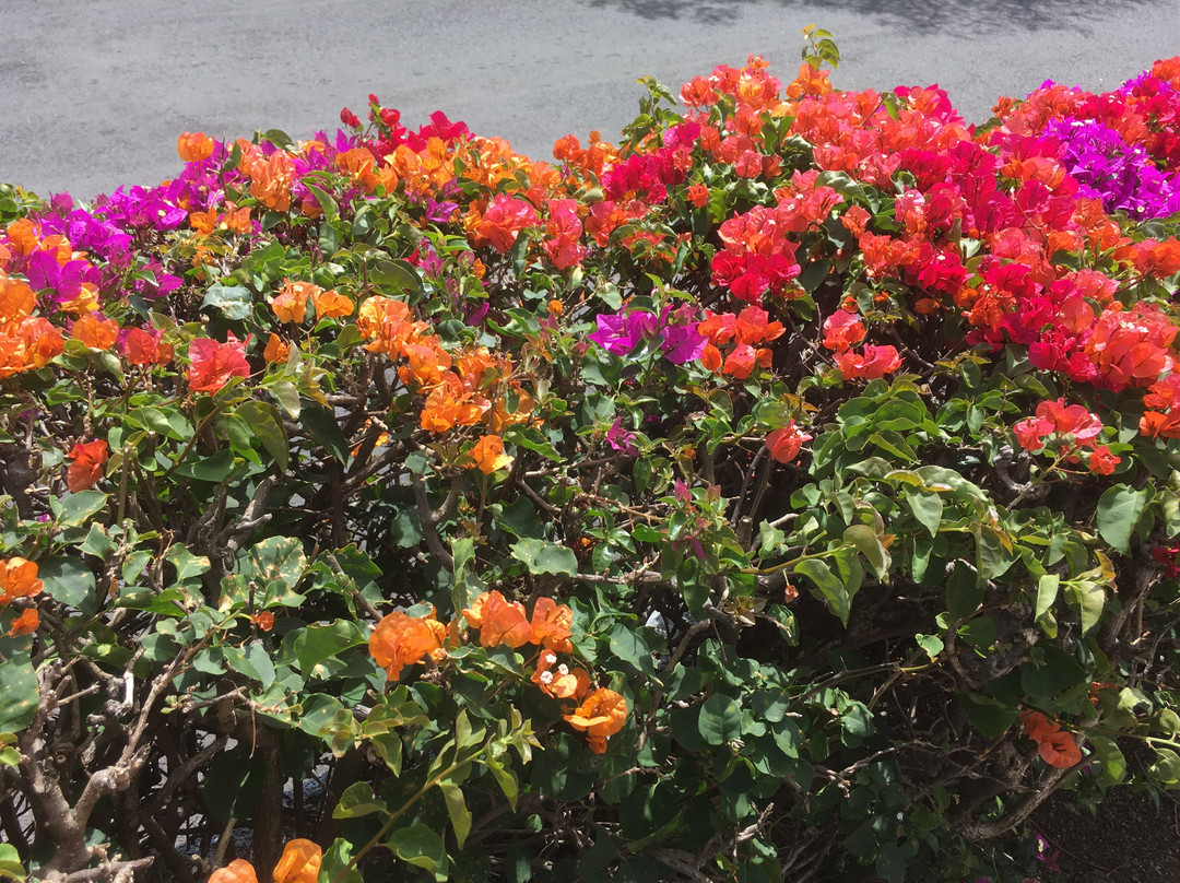 Malama Market Ocean View-海景道必去景点