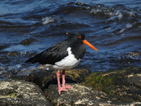 Clarence Foreshore Trail-Clarence必去景点