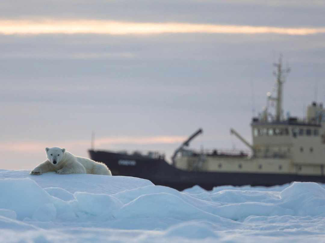 Arctic Wildlife Tours景点图片