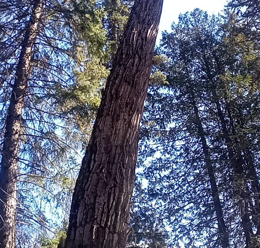 Ancient Cottonwood-弗尼必去景点