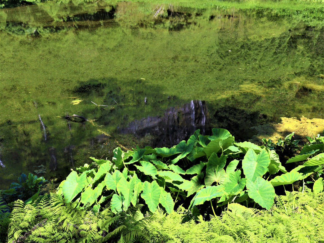Poco da Ribeira do Ferreiro-Flores必去景点