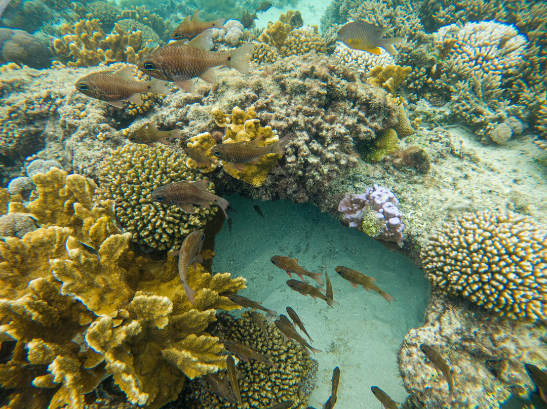 Lagoon Beach-豪勋爵群岛必去景点
