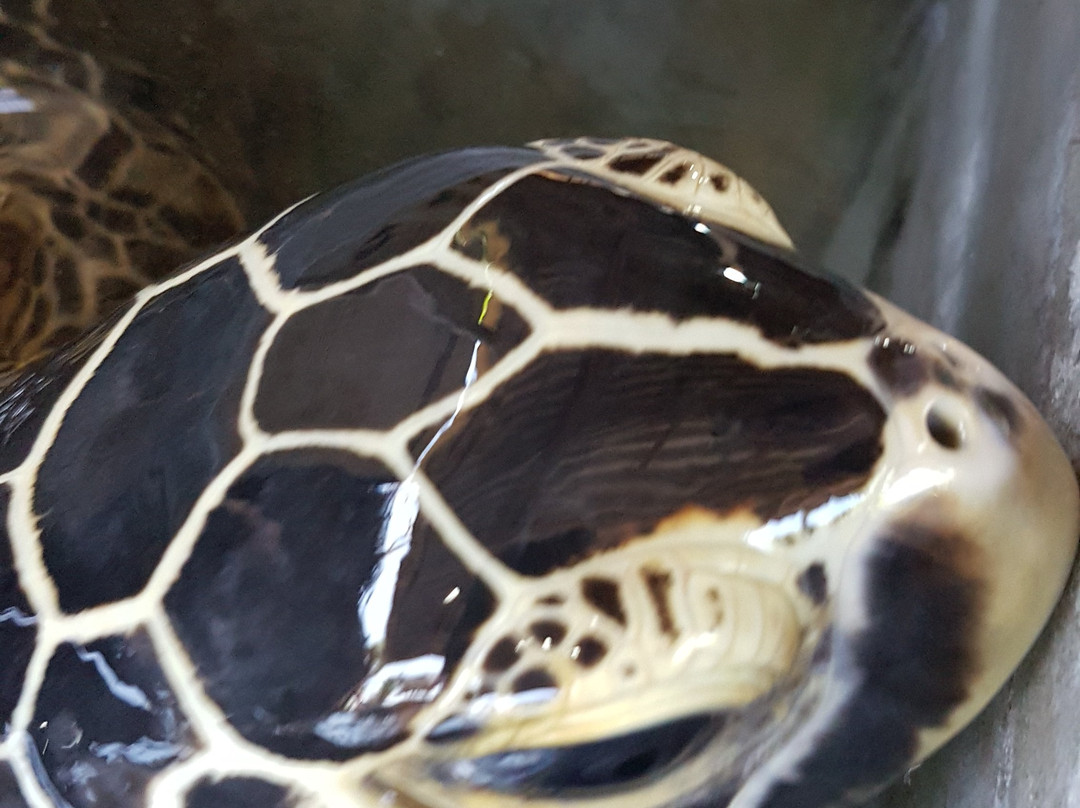 Sri Lanka Amazing Tours-加勒必去景点