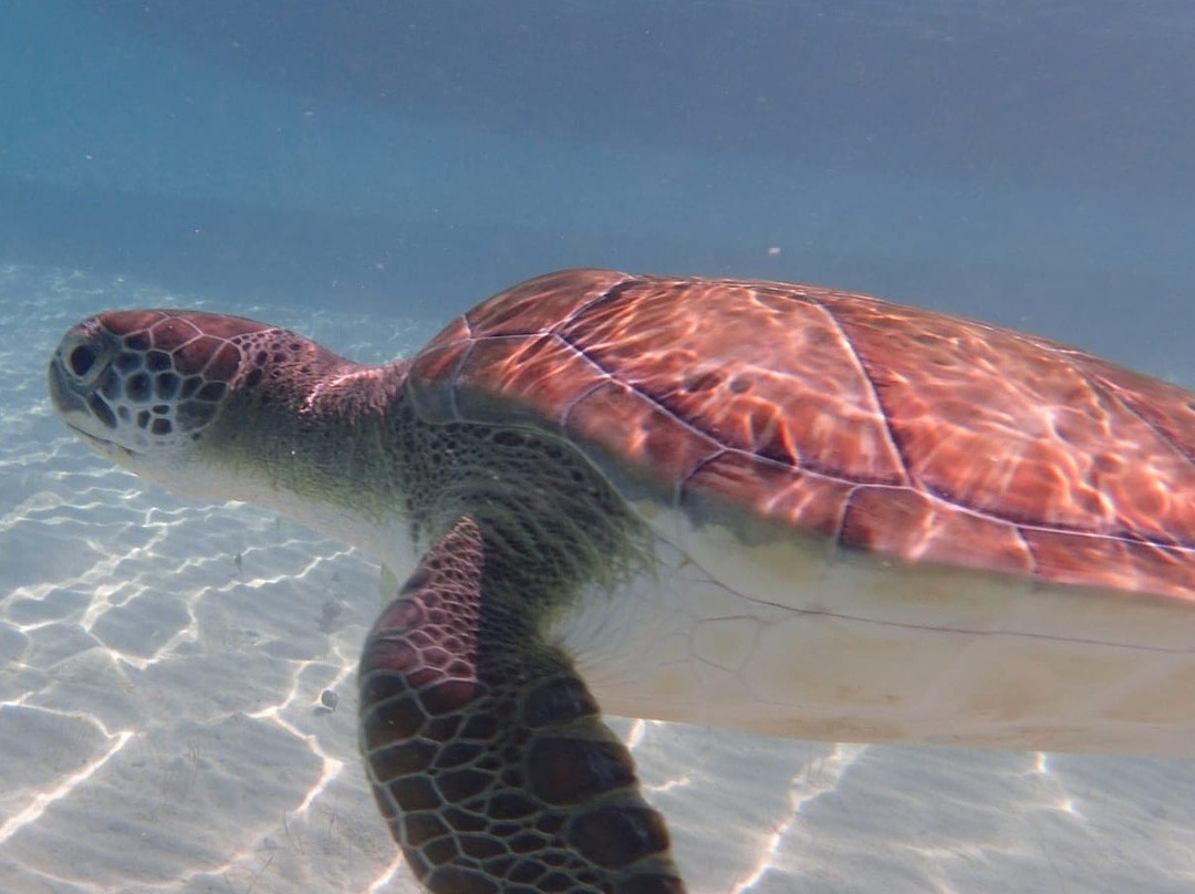 Cay Witness Charters-Spanish Wells必去景点