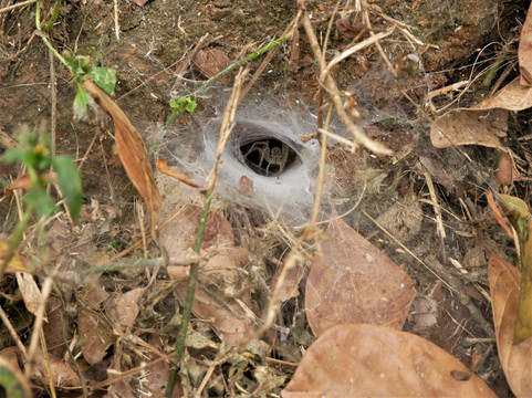 胡椒步道酒店主图