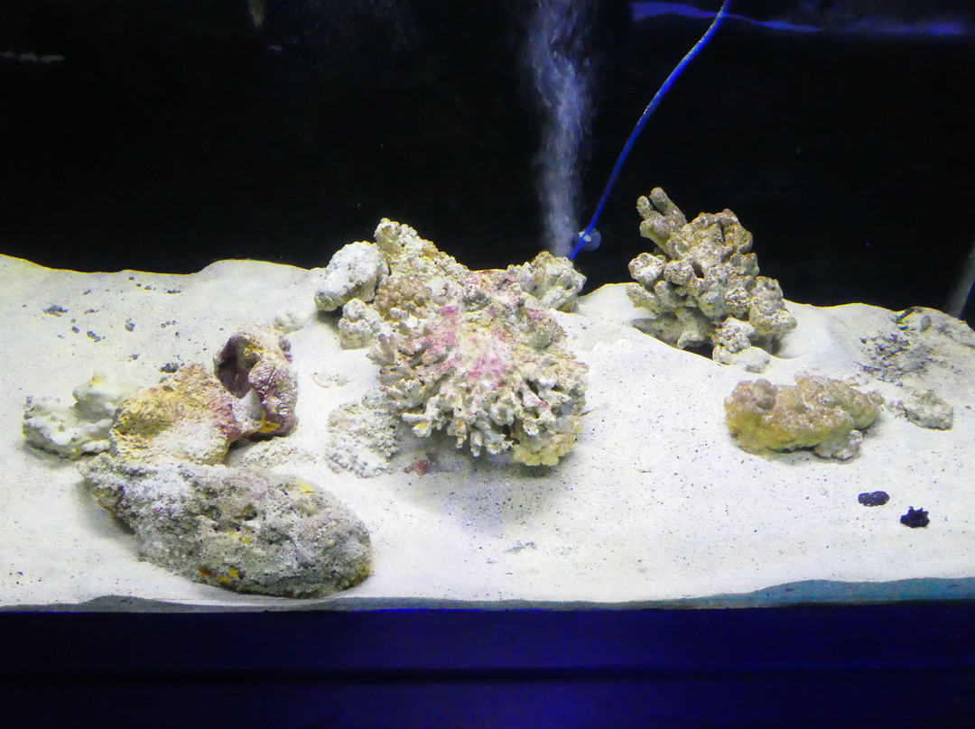 Discover Marine and Wildlife Eco Centre-阿罗朗吉必去景点