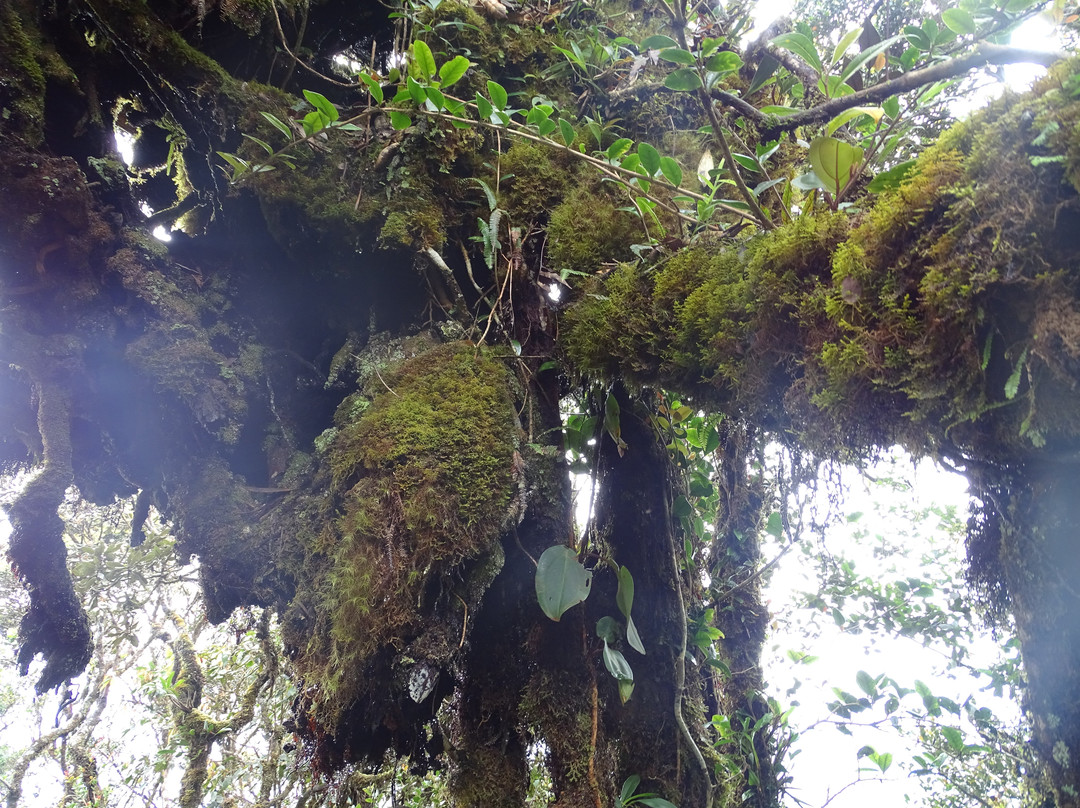 Gunung Brinchang-金马仑高原必去景点