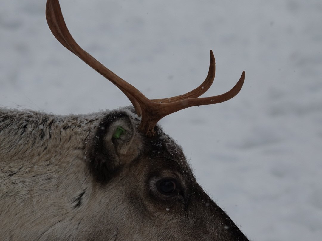 Sirmakko Reindeer Farm-罗瓦涅米必去景点