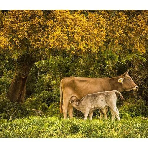 Your Sardinia Experience-卡利亚里省必去景点