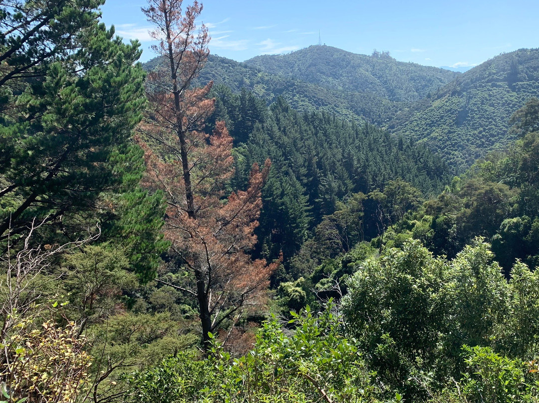 Dun Mountain Trail景点图片