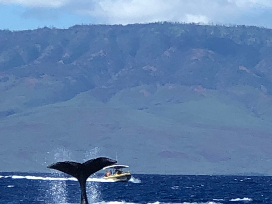 Makai Adventures-拉海纳必去景点