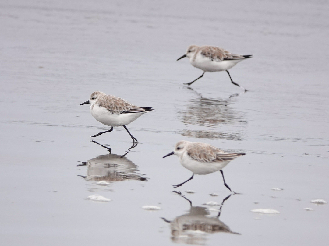El Yali National Reserve-Santo Domingo必去景点
