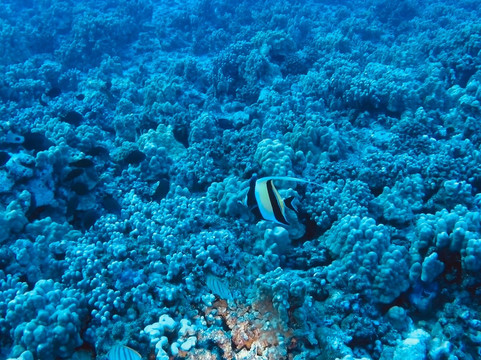 Mike Severns Diving-基黑必去景点