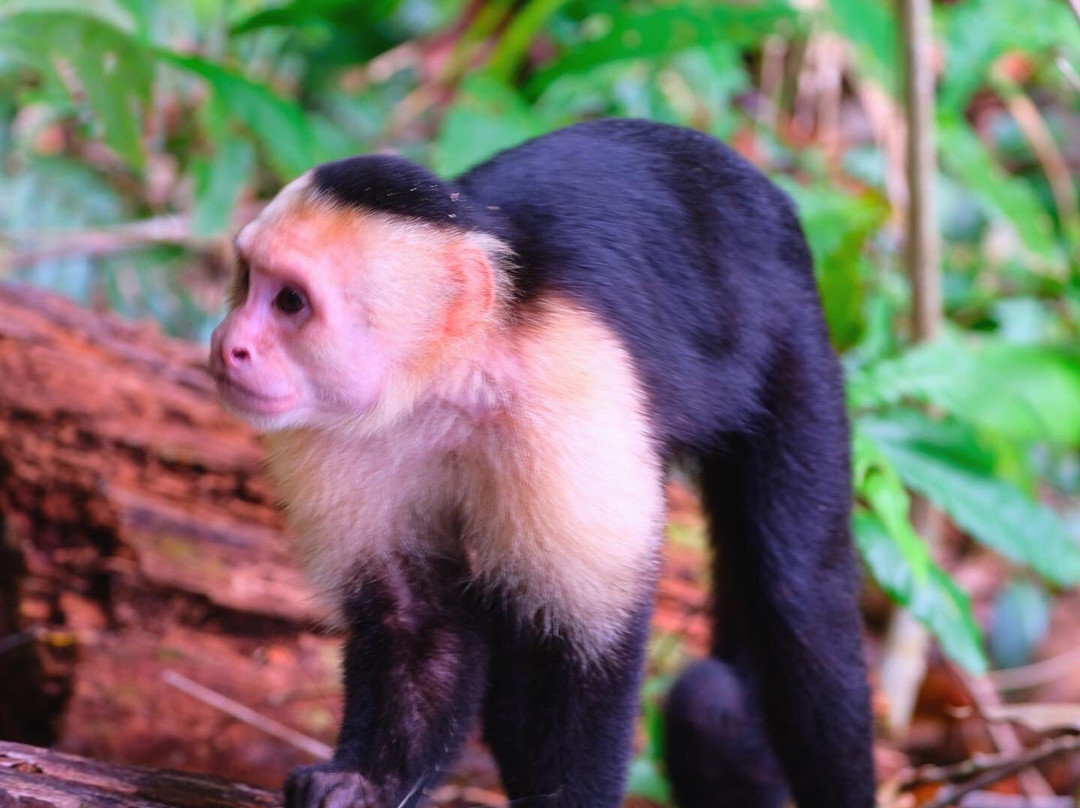 Tortuguero Adventures景点图片