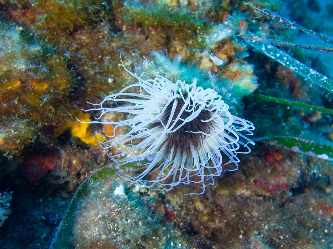 Passion Scuba Diving-圣洛朗迪瓦尔必去景点