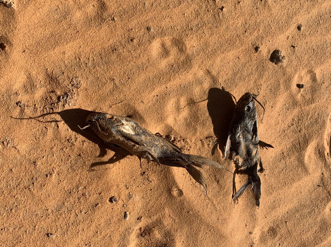 Temple of Wadi El-Sebua-阿布辛贝必去景点