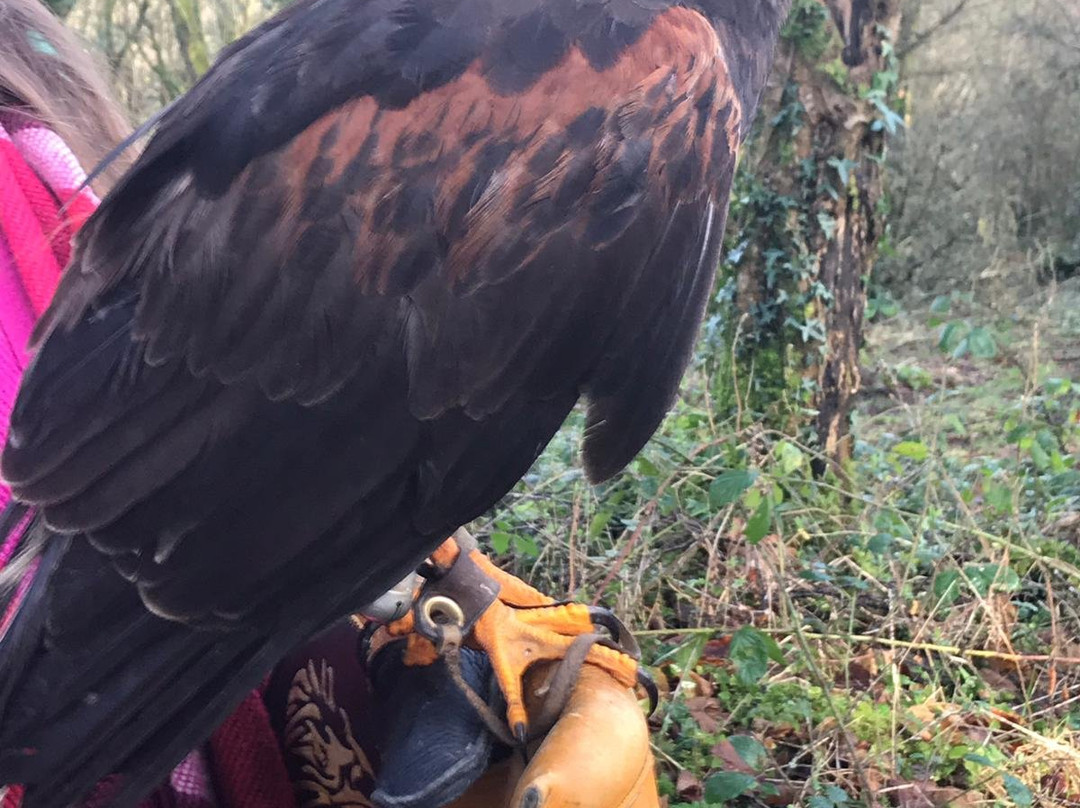 Falconry Ireland-Arklow必去景点