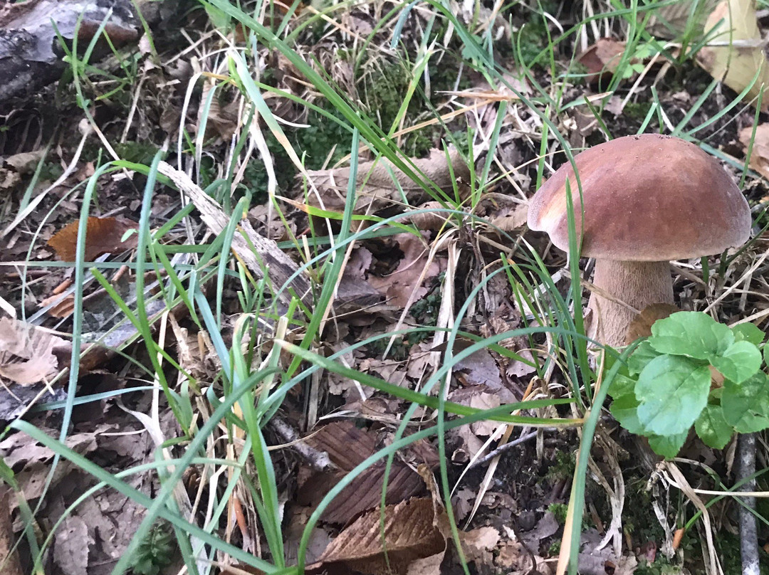 Marcellina旅游攻略图片