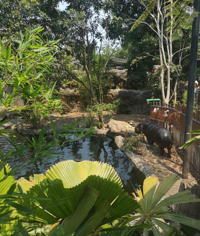 塔隆加动物园到曼利海滩漫步-悉尼必去景点