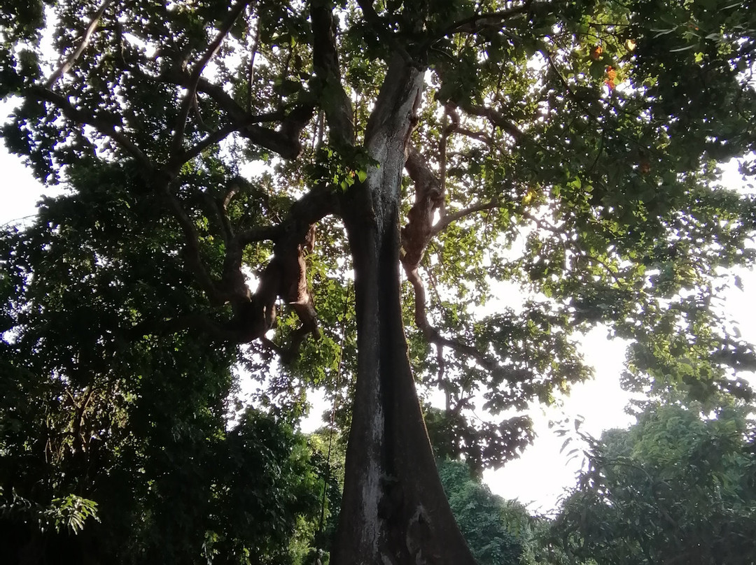 Foret Sacree de Kpasse-Ouidah必去景点