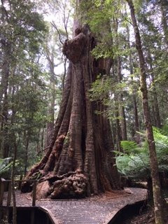The Big Tree-Mawbanna必去景点