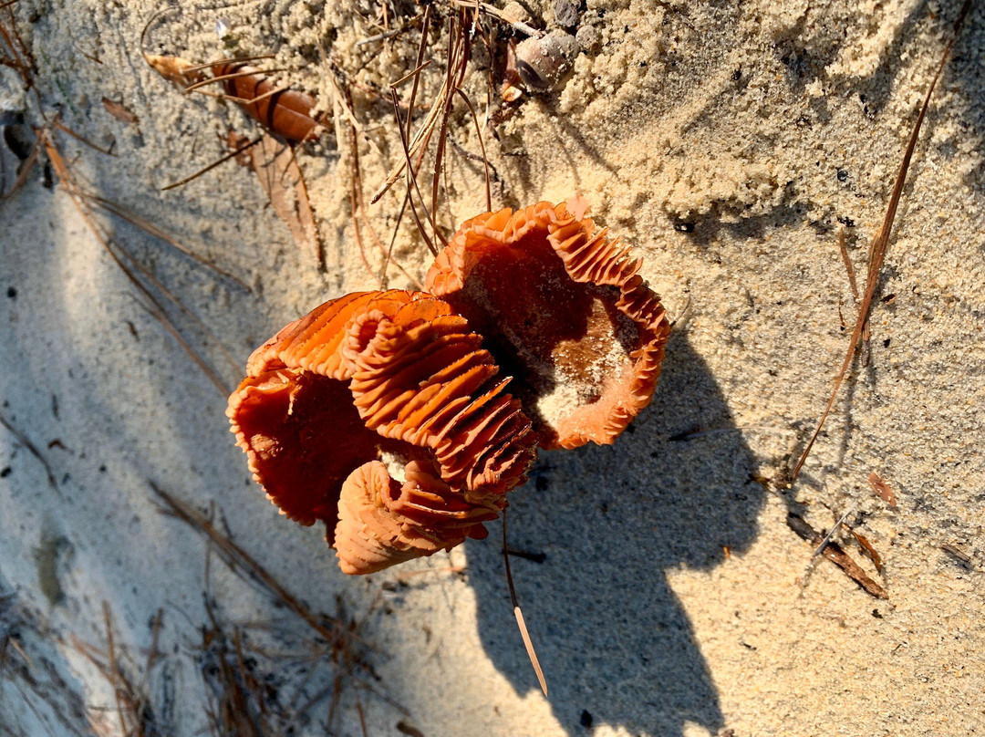 False Cape State Park-弗吉尼亚海滩必去景点