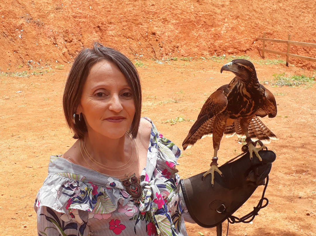 Escola de Falcoaria-蒙特贝尔德必去景点