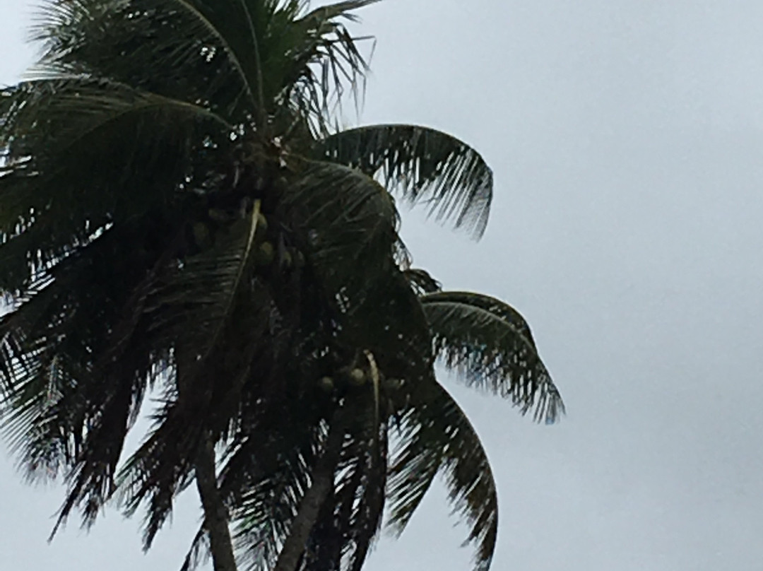 3 Headed Coconut-Tongatapu Island必去景点