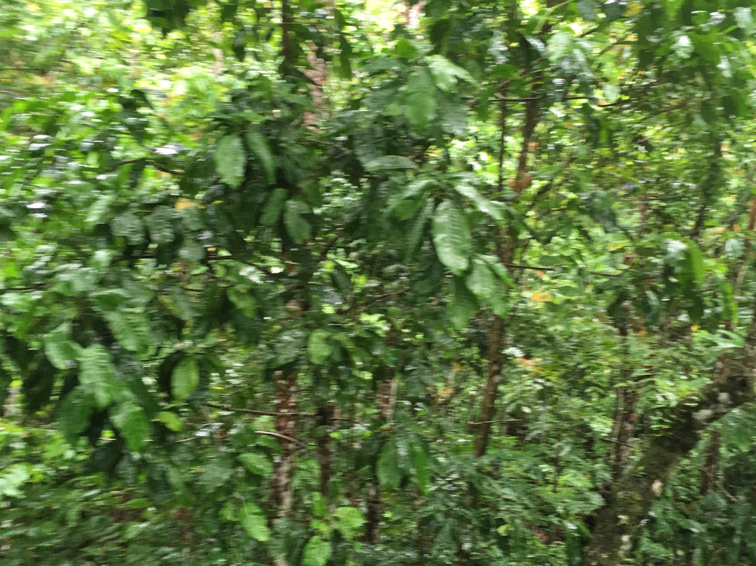 Falealupo Canopy Walk-萨瓦伊岛必去景点