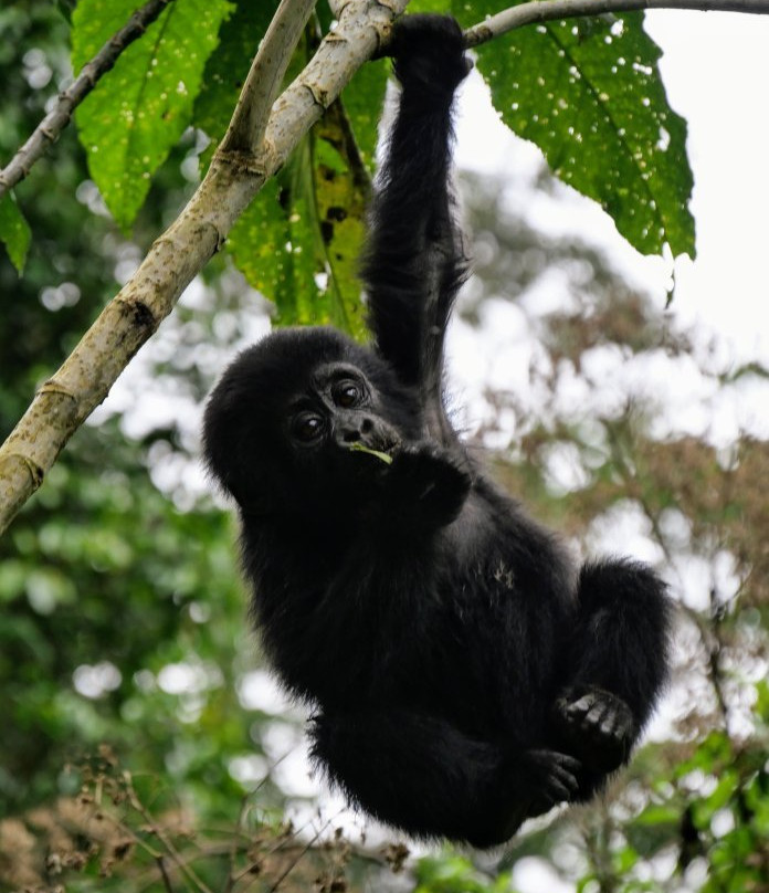 Gorilla Tracking Agency-坎帕拉必去景点