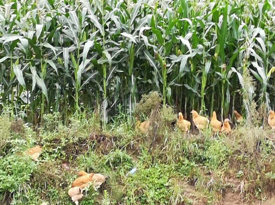 木兰清凉寨-武汉市必去景点