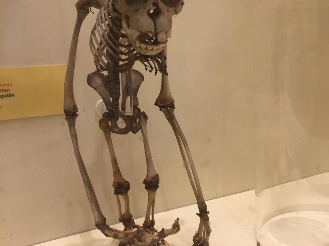 Booth Museum of Natural History-布莱顿必去景点
