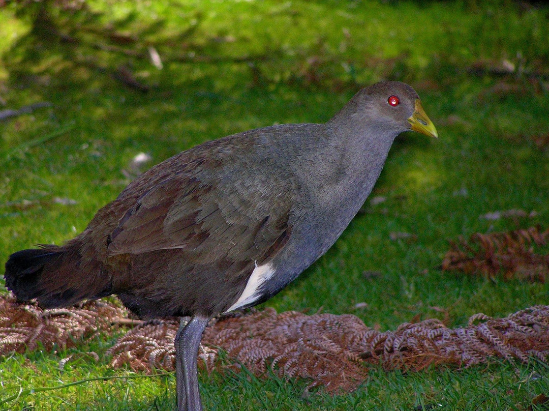 Wild Platypus (formerly All Things Wild At Burnie)-伯尼必去景点