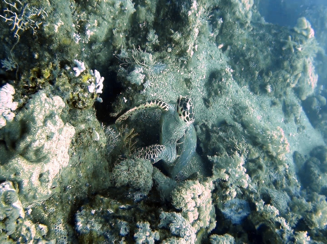 Black Beach Divers-曼巴豪必去景点