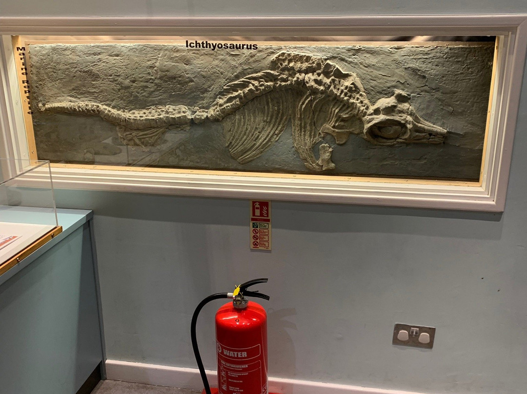 Hull & East Riding Museum景点图片