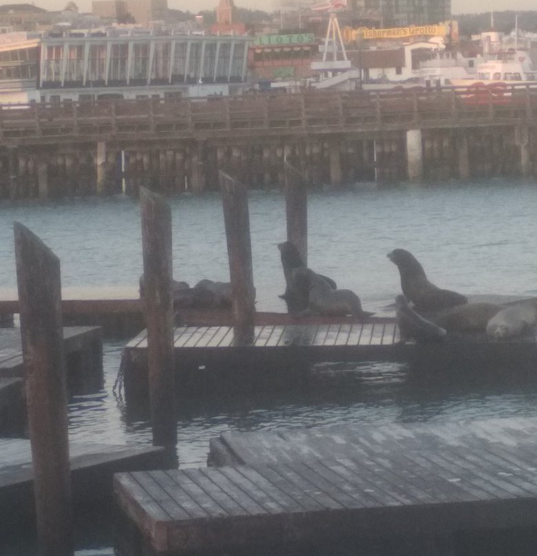 Sea Lion Center景点图片