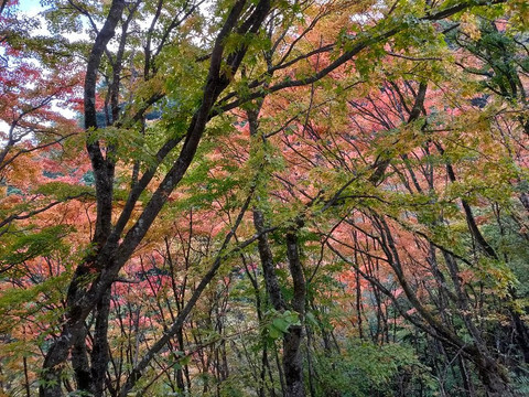 Okutama Shuyu Road-桧原村必去景点